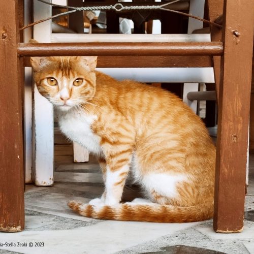 Είδος felis tavernalis: το αιλουροειδές της ταβέρνας