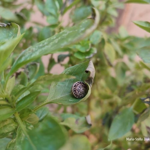 Ένας μικρός χοχλιός