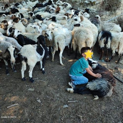 Καταγράφοντας την κουρά σε μια βιαννίτικη κορφή