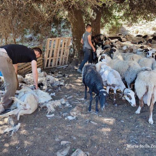 Πόσο πάει το μαλλί; Η κουρά ως μοχλός τοπικής οικονομίας και βιώσιμης ανάπτυξης