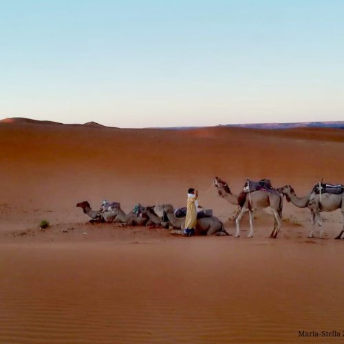Για το γάλα και το κρέας